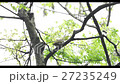 Aogera 27235249