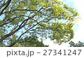 風に揺れる木々 27341247