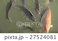feeding fishの動画素材 [27524081]