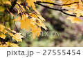 Autumn scene.Colorful foliage in the autumn park.  27555454