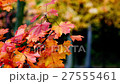 Autumn scene.Colorful foliage in the autumn park.  27555461
