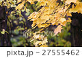 Autumn scene.Colorful foliage in the autumn park.  27555462