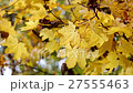 Autumn scene.Colorful foliage in the autumn park.  27555463