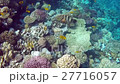 red sea coral reef with hard corals, fishes and su 27716057