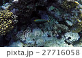 red sea coral reef with hard corals, fishes and su 27716058