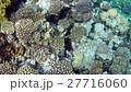 red sea coral reef with hard corals, fishes and su 27716060