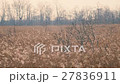 kushiro wetlands, marsh, wetlands 27836911