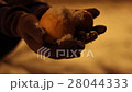 Oranges and Tangerines Are Jumping Into the Hands 28044333