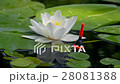 Fishing float in the lake among water lilies. 28081388