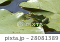 Marsh frog sitting on a leaf in the lake 28081389