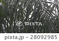 tropical heavy rain in asian rainforest, Thailand 28092985