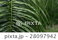 Tropical heavy rain in asian rainforest, Thailand 28097942