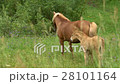 Beautiful Horse With a Foal Slow Motion Grazes in 28101164
