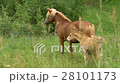 Beautiful Horse With a Foal Slow Motion Grazes in 28101173