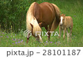 Beautiful Horse With a Foal Slow Motion Grazes in 28101187
