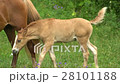 Foal and Horse Mother Slow Motion Grazing in a 28101188