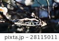 [Tokyo] Ume 28115011