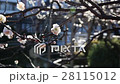 [Tokyo] Ume 28115012