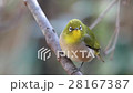 White-eye 28167387