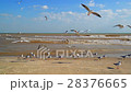 Seagulls flying on the seashore 28376665