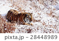 Siberian tiger lay on snow 28448989