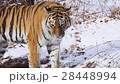 Siberian tiger goes through winter forest 28448994