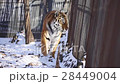 The Amur tiger is coming along lattice 28449004