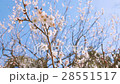 ume, bloom, blossom 28551517