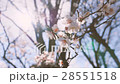 ume, bloom, blossom 28551518