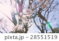 ume, bloom, blossom 28551519