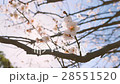 ume, bloom, blossom 28551520
