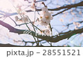 ume, bloom, blossom 28551521