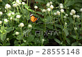 Wild Insect Butterfly sitting on the Flora. 28555148