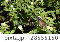 Wild Insect Butterfly sitting on the Flora. 28555150