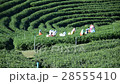 Workers harvesting tea in Chiang Rai Thailand. 28555410