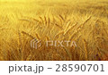 Golden ears of ripe wheat 28590701