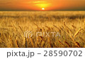 Golden ears of ripe wheat at sunset 28590702
