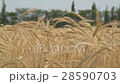 Ears of ripe wheat 28590703