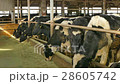 牛舎の牛 28605742