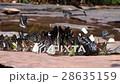 Butterflies from thailand 28635159