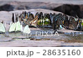 Butterflies from thailand 28635160
