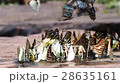 Butterflies from thailand 28635161