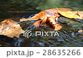 brook from Thaialnd 28635266