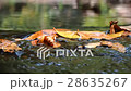 brook from Thaialnd 28635267