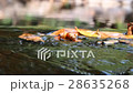 brook from Thaialnd 28635268