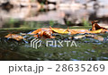 brook from Thaialnd 28635269