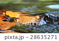 brook from Thaialnd 28635271