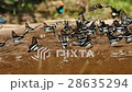 Butterflies from thailand 28635294