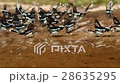 Butterflies from thailand 28635295