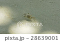 ghost crab 28639001